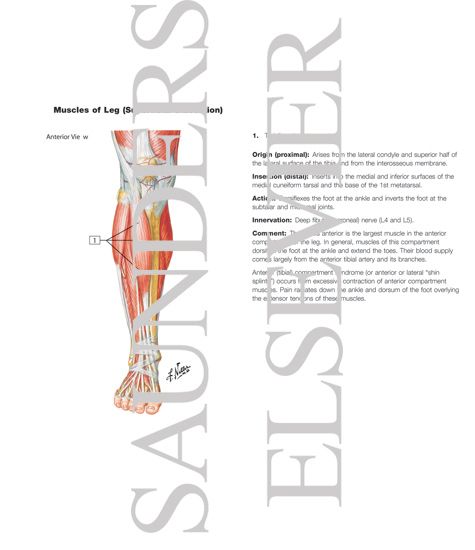 Watermarked preview of labeled image: Muscles of Leg (Superificial Dissection): Anterior View