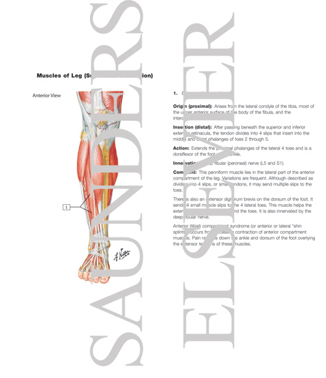 Watermarked preview of labeled image: Muscles of Leg (Superificial Dissection): Anterior View