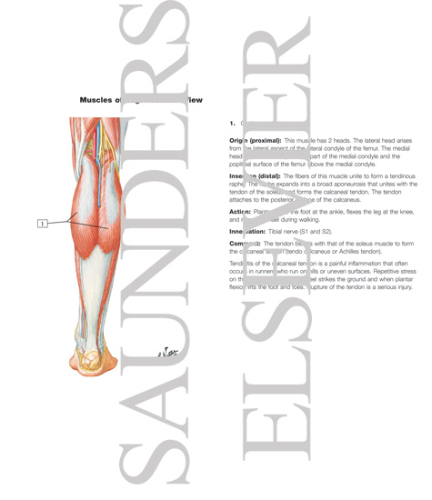 Muscles of Leg (Superficial Dissection): Posterior View