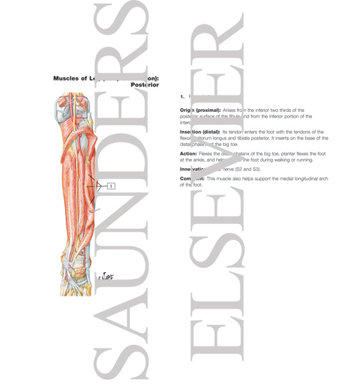 Muscles, Arteries, and Nerves of Leg: Deep Dissection (posterior view)
Muscles of Leg (Deep Dissection): Posterior View
Muscles: Deep Posterior Compartment