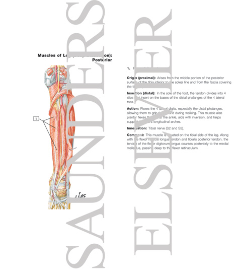 Watermarked preview of labeled image: Muscles, Arteries, and Nerves of Leg: Deep Dissection (posterior view)
Muscles of Leg (Deep Dissection): Posterior View
Muscles: Deep Posterior Compartment