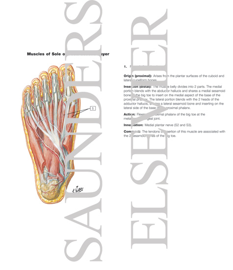 Watermarked preview of labeled image: Muscles of Sole of Foot: Second Layer