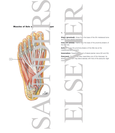 Watermarked preview of labeled image: Muscles of Sole of Foot: Second Layer