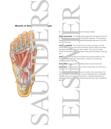 Watermarked preview of labeled image: Muscles of Sole of Foot: Third Layer