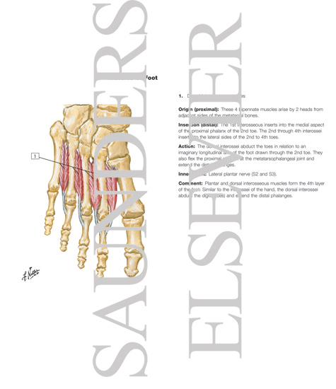 Interosseous Muscles of Foot
Muscles: Fourth Plantar Layer