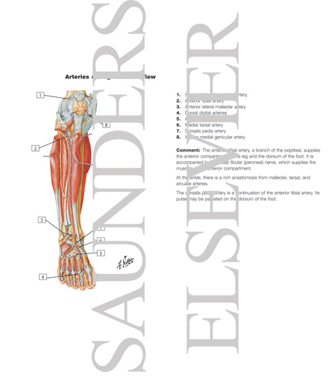 Watermarked preview of labeled image: Muscles, Arteries, and Nerves of Leg: Deep Dissection (anterior view)
Muscles of Leg (Deep Dissection): Anterior View