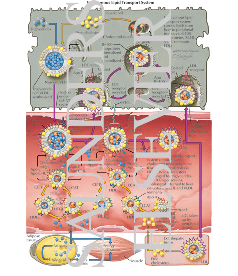 Watermarked preview of labeled image: Endogenous Lipid Transport System