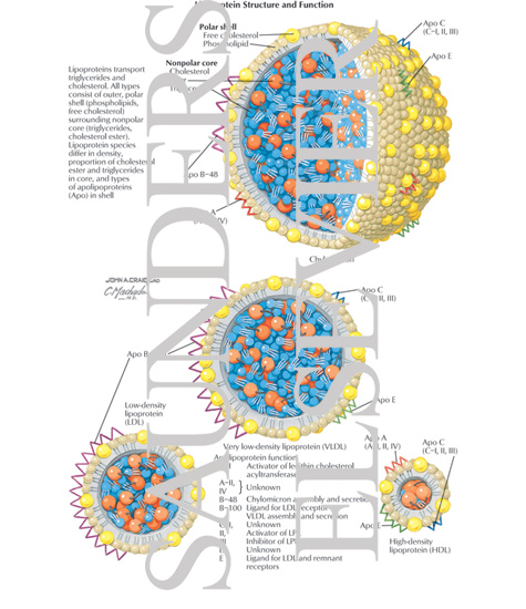 Lipoprotein Structure and Function