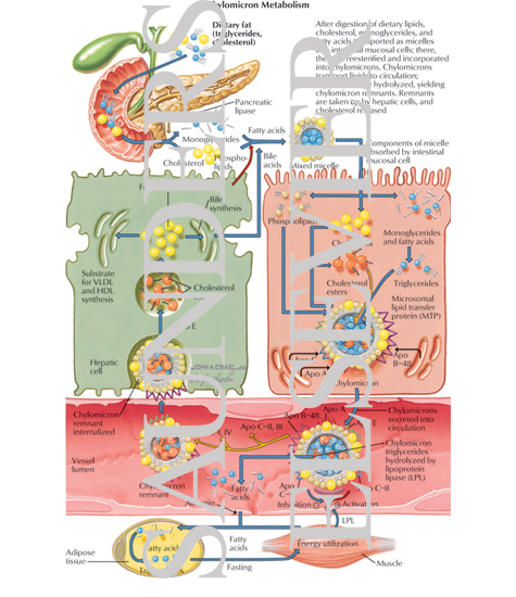 Chylomicron Metabolism