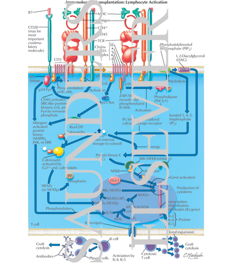 Watermarked preview of labeled image: Immunology of Transplantation: Lymphocyte Activation