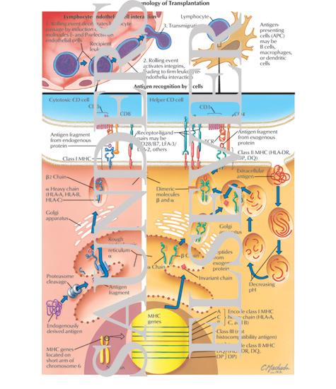 Immunology of Transplantation