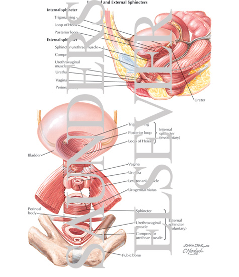 Watermarked preview of labeled image: Internal and External Sphincters