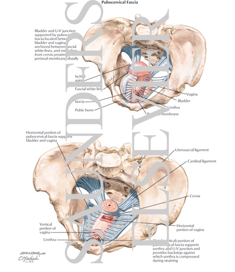 Pubocervical Fascia