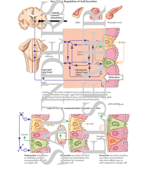 Watermarked preview of labeled image: Neurocrine Regulation of Acid Secretion 