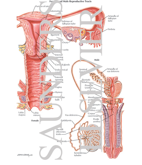 Watermarked preview of labeled image: Female and Male Reproductive Tracts