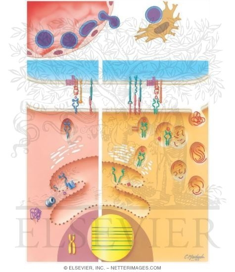 Watermarked preview of unlabeled image: Immunology of Transplantation