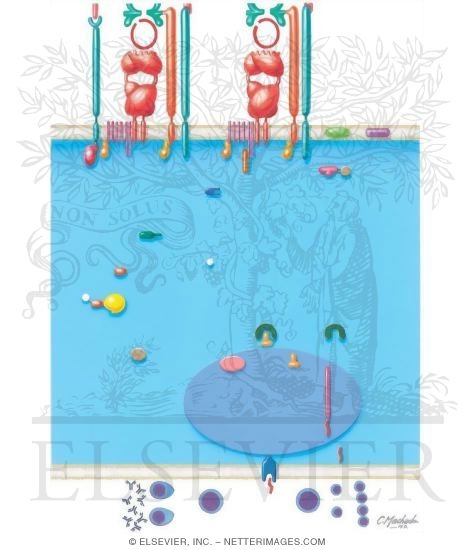 Watermarked preview of unlabeled image: Immunology of Transplantation: Lymphocyte Activation