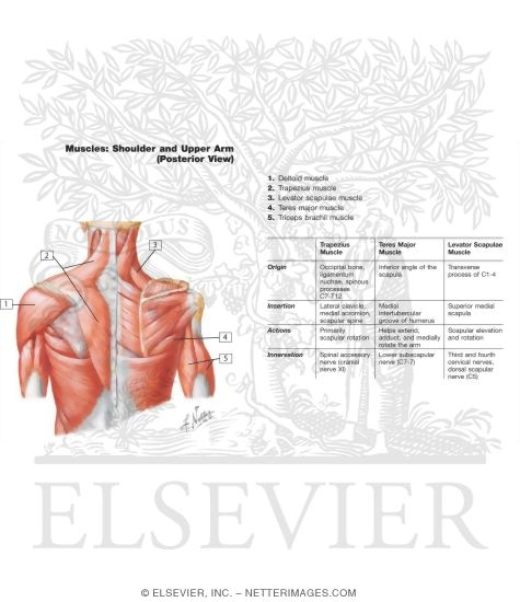 Shoulder: Muscles