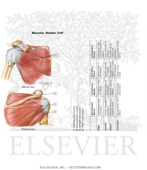 Muscles of Rotator Cuff