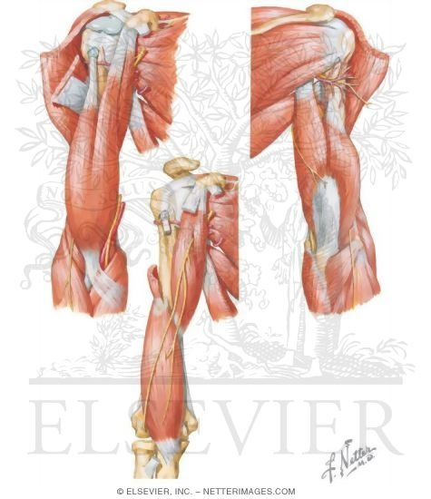 Muscles Upper Arm