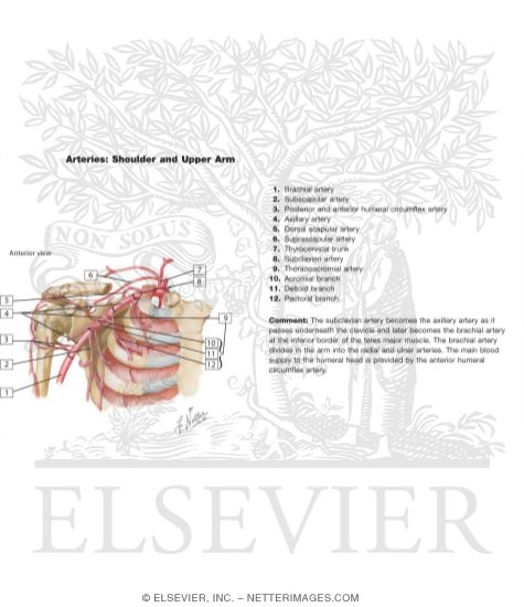 Axillary Artery And Anastomoses Around Scapula