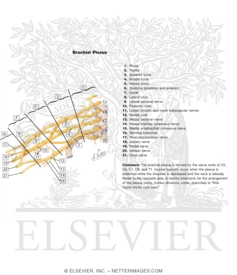Watermarked preview of labeled image: Brachial Plexus: Schema