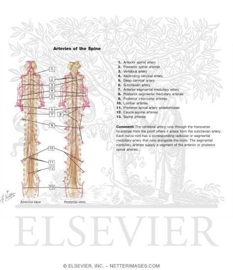 Watermarked preview of labeled image: Arteries of Spinal Cord: Schema