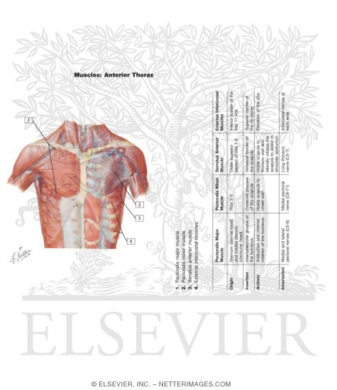 Watermarked preview of labeled image: Anterior Thoracic Wall
Anterior Wall of Thorax