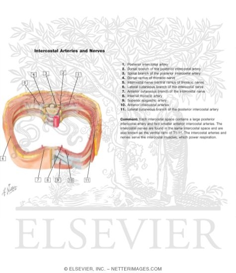 Watermarked preview of labeled image: Course and Relations of Intercostal Nerves and Arteries
Intercostal Nerves and Arteries