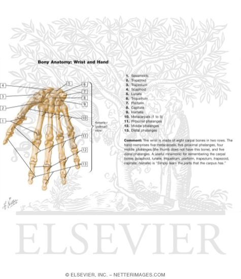 Bones of Wrist and Hand