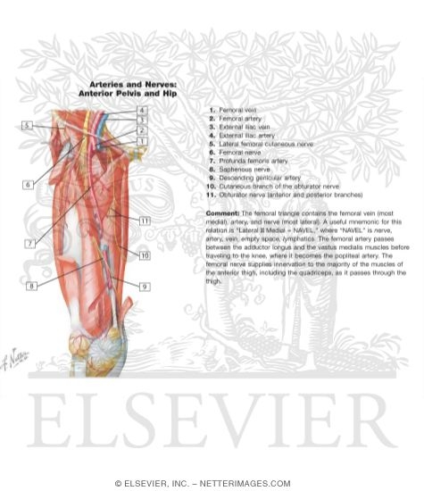 Watermarked preview of labeled image: Arteries and Nerves of Thigh: Deep Dissection (anterior view)Arteries and Nerves of Thigh: Anterior Views