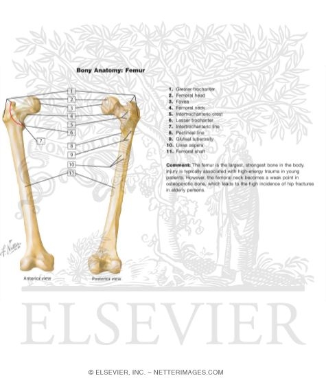 Osteology of the Femur