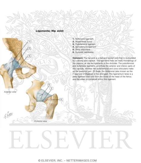 Watermarked preview of labeled image: Hip Joint
