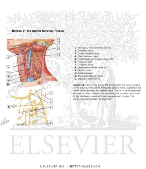 Watermarked preview of labeled image: Cervical Plexus In Situ
Nerves of the Upper Extremity: Cervical Plexus