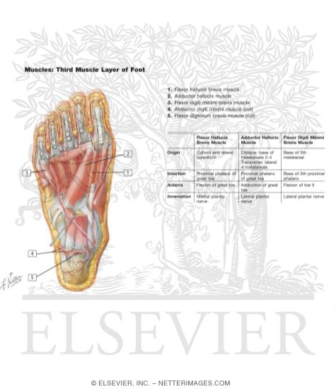 Watermarked preview of labeled image: Muscles of Sole of Foot: Third Layer