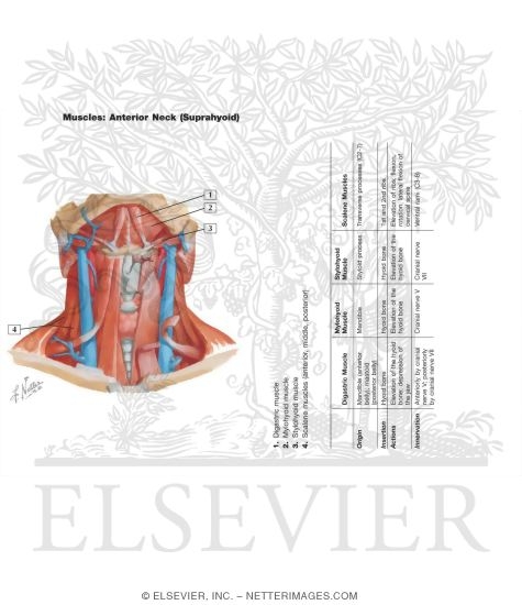 Infrahyoid and Suprahyoid Muscles