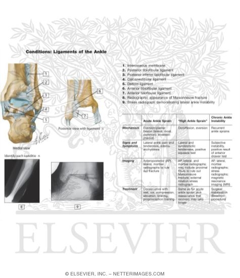 Watermarked preview of labeled image: Ankle Joints