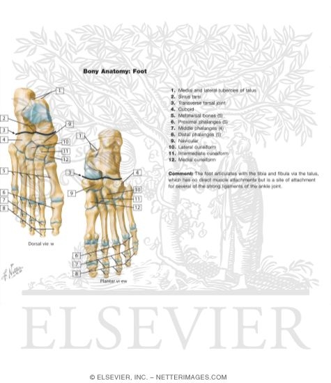 Watermarked preview of labeled image: Bones of Foot