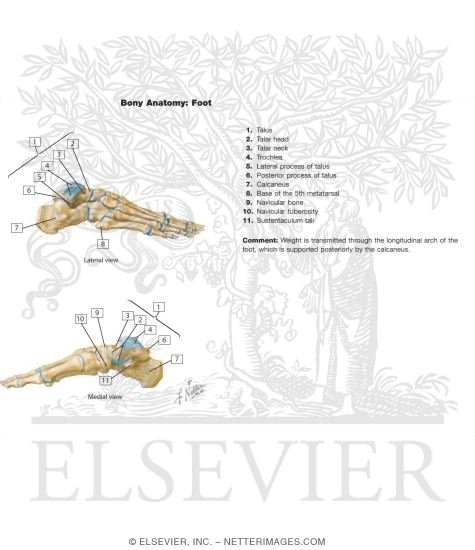 Watermarked preview of labeled image: Bones of Foot