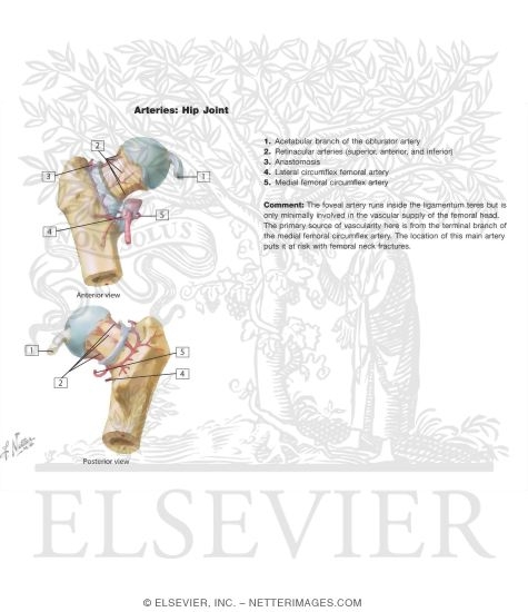Arteries of Femoral Head and Neck