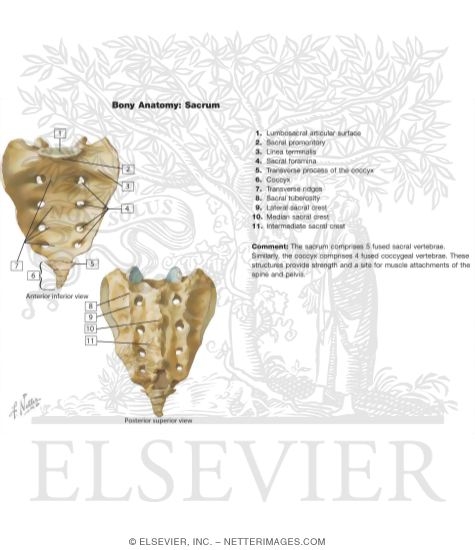 Sacrum and Coccyx