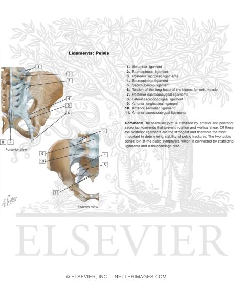 Watermarked preview of labeled image: Bones and Ligaments of Pelvis