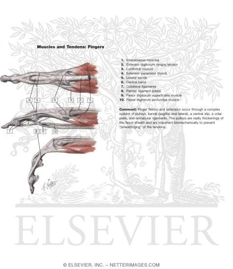 Lumbrical Muscles