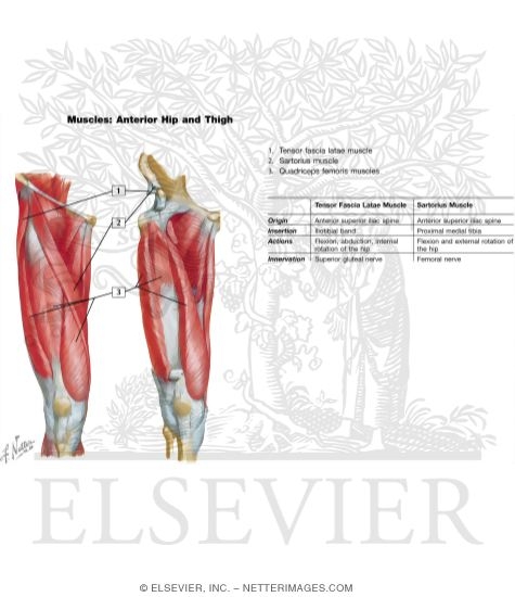 Muscles of Front of Hip and Thigh