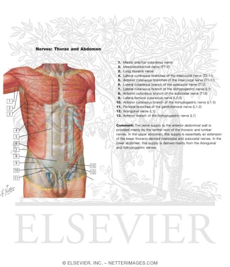Watermarked preview of labeled image: Innervation of Abdomen and of Perineum
Nerves of Anterior Abdominal Wall