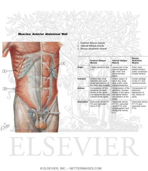 Watermarked preview of labeled image: Anterior Abdominal Wall: Intermediate Dissection
Anterolateral Abdominal Wall