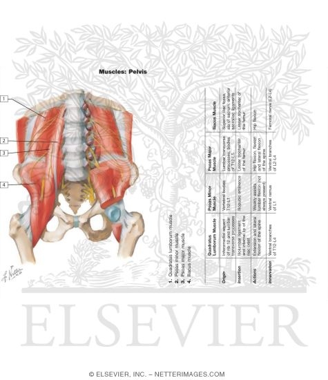 The Iliopsoas MusclePsoas and Iliacus Muscles