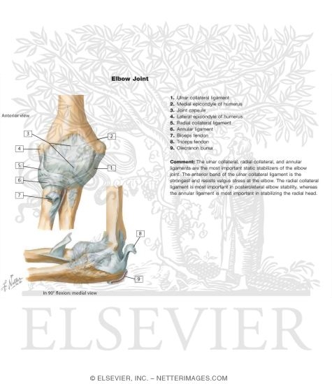 Elbow Ligaments (Continued)

