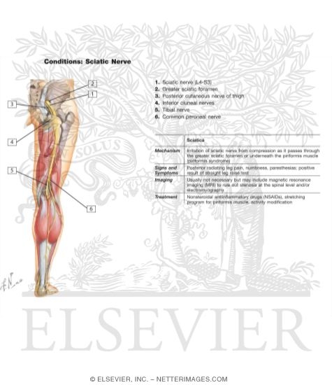 Watermarked preview of labeled image: Sciatic Nerve (L4, L5; S1, S2, S3) and Posterior Femoral Cutaneous Nerve (S1, S2, S3)
Sciatic Nerve and Posterior Cutaneous Nerve of Thigh