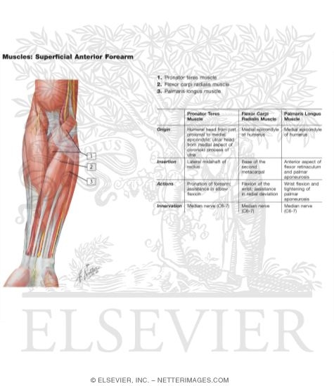 Muscles of Forearm (Superficial Layer): Anterior View